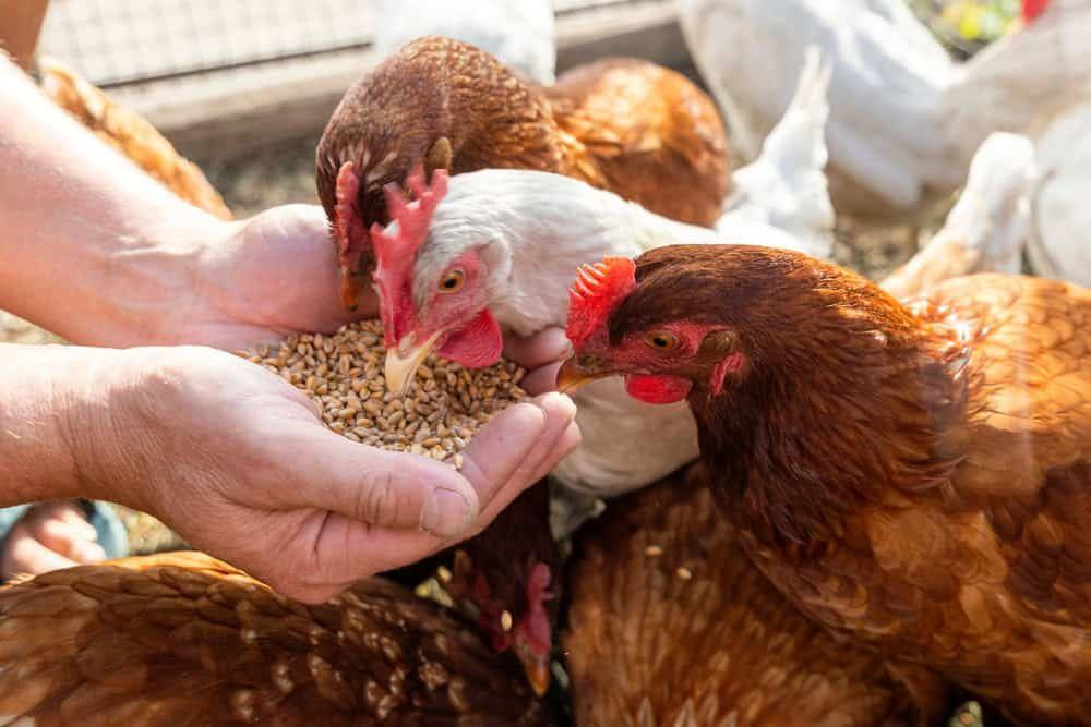 Animal Feed